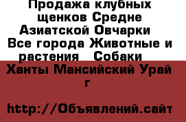 Продажа клубных щенков Средне Азиатской Овчарки - Все города Животные и растения » Собаки   . Ханты-Мансийский,Урай г.